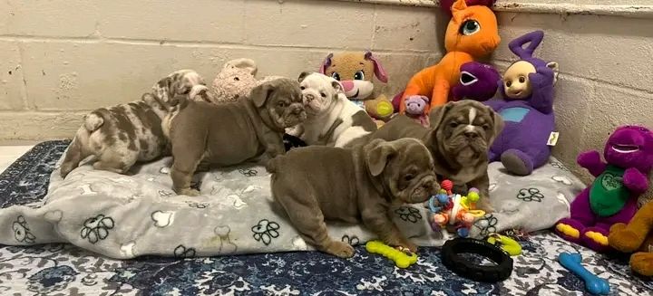 Wunderschöne englische Bulldoggenwelpen (eleuterioengongaobamamikue6@gmail.com )