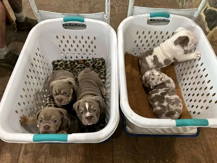 Wunderschöne englische Bulldoggenwelpen (eleuterioengongaobamamikue6@gmail.com )