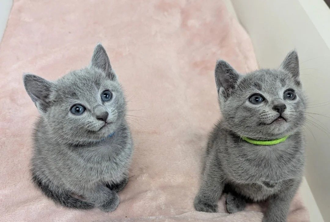 Liebevolle, verspielte Russisch Blau Kätzchen suchen ein liebevolles Zuhause