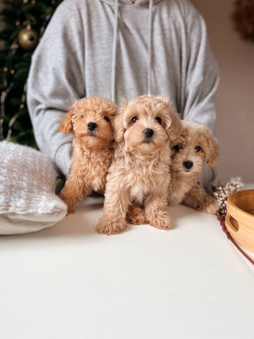 Maltipoo-Welpen zum Adoptionsverkauf