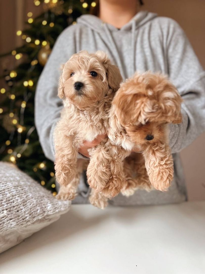 Maltipoo-Welpen zum Adoptionsverkauf