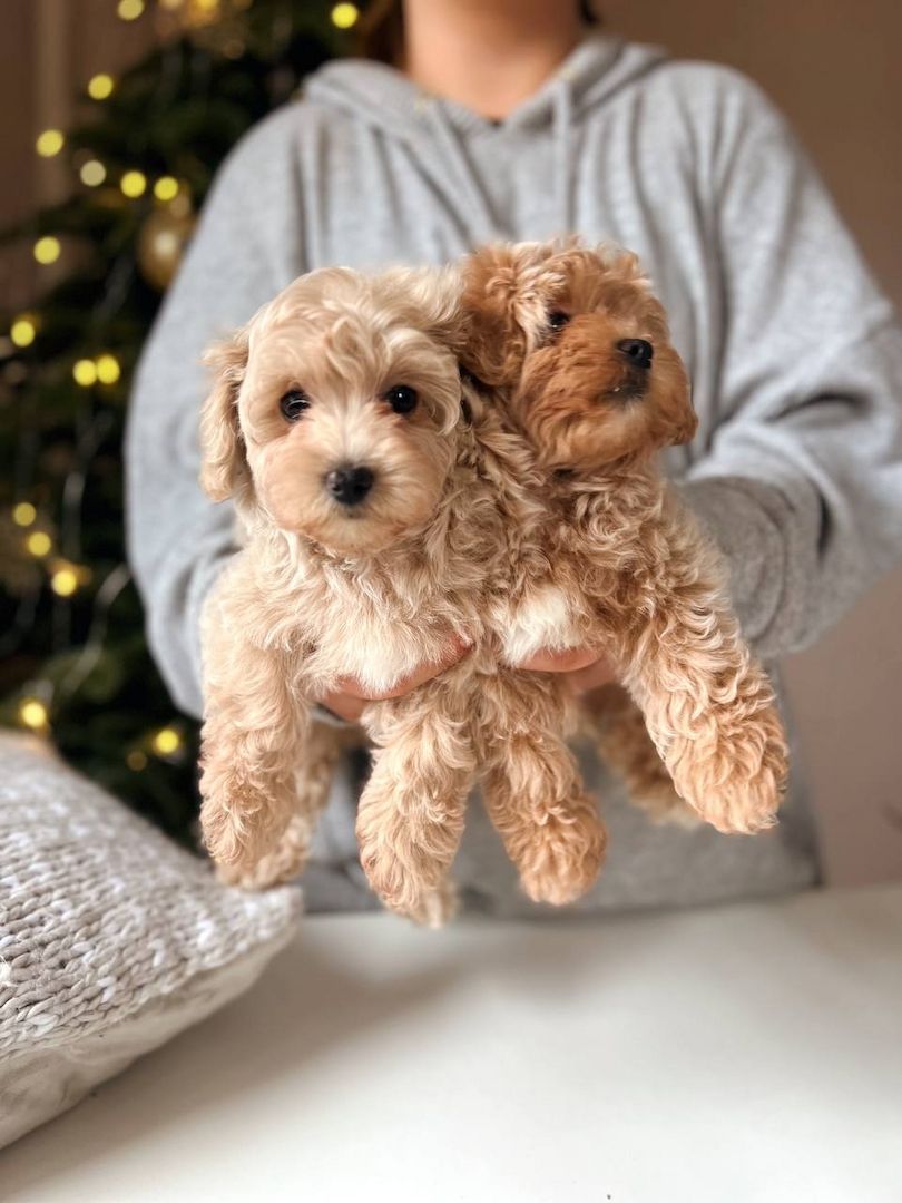 Maltipoo-Welpen zum Adoptionsverkauf
