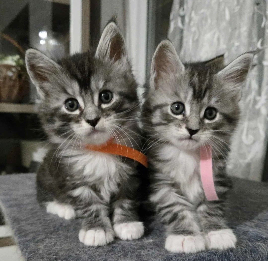 4 Maine Coon Kätzchen