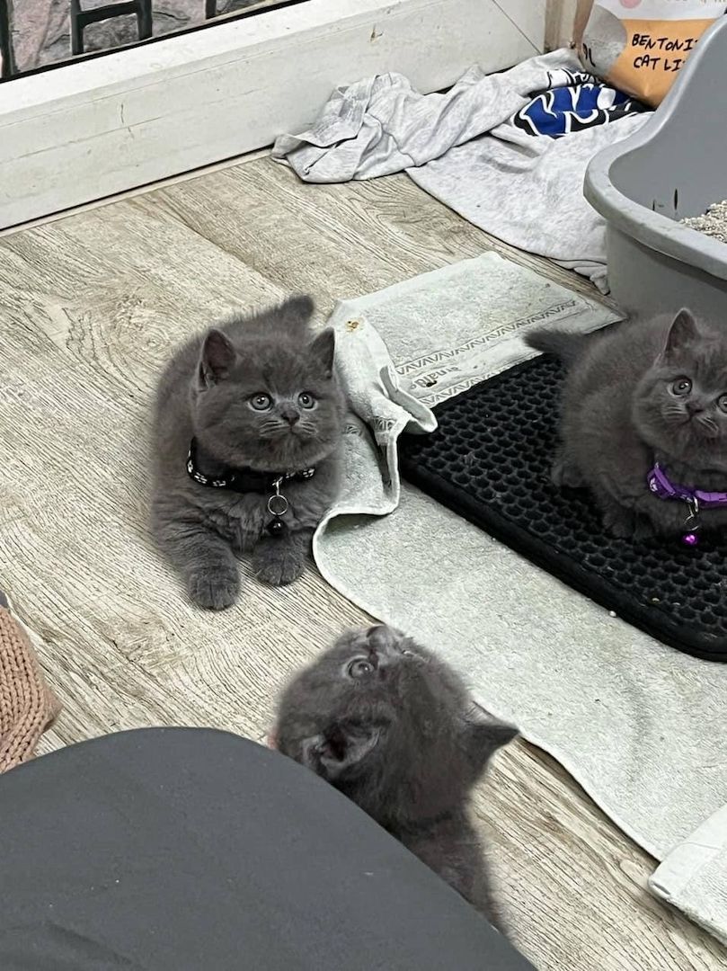 Britisch Kurzhaar Kätzchen zur Adoption