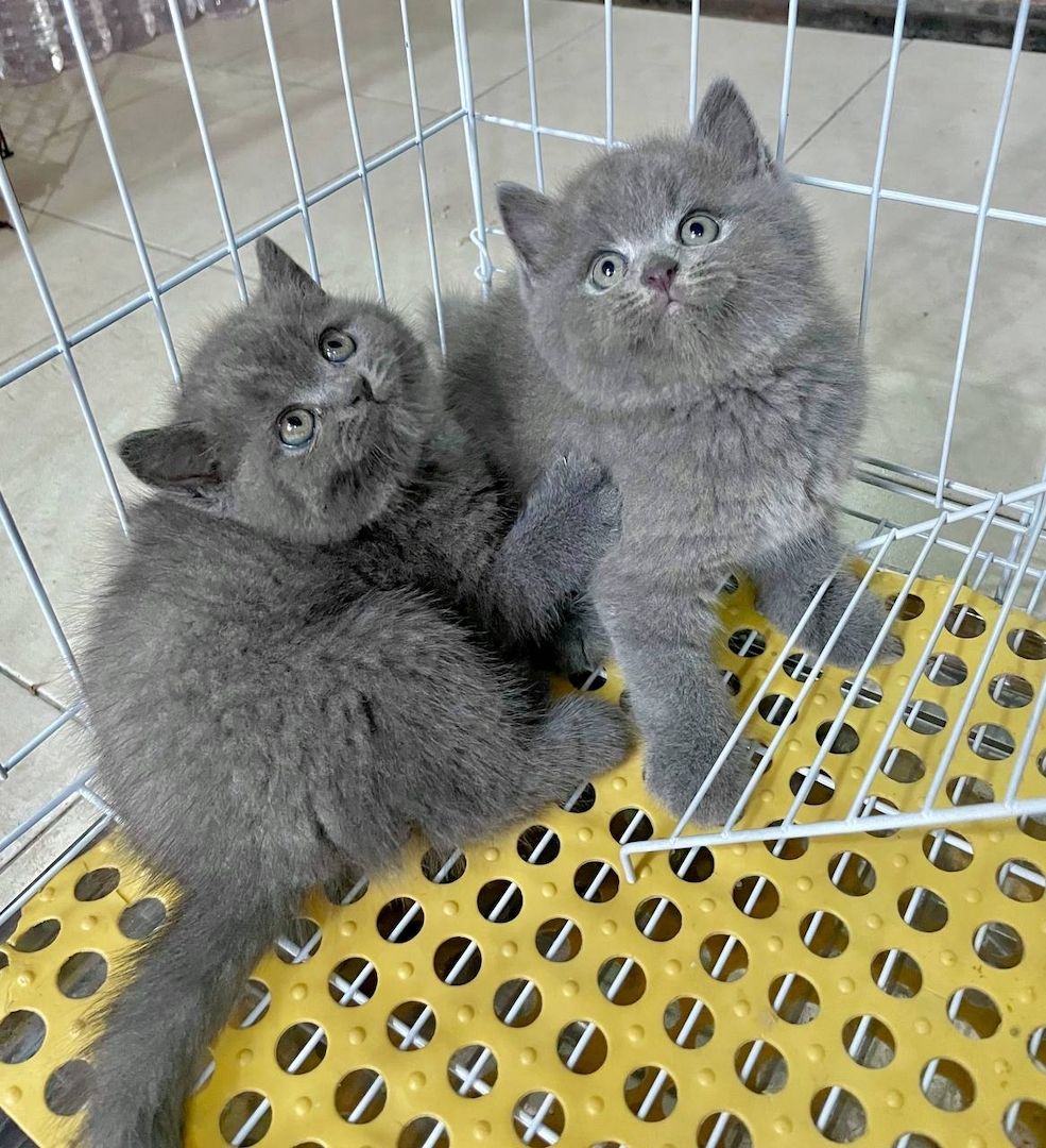 Britisch Kurzhaar Kätzchen zur Adoption