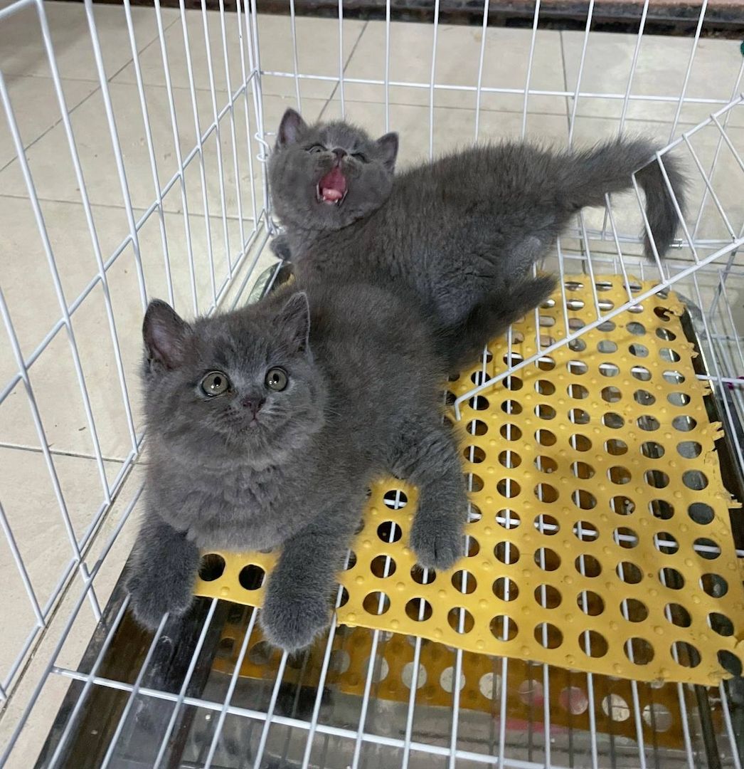 Britisch Kurzhaar Kätzchen zur Adoption