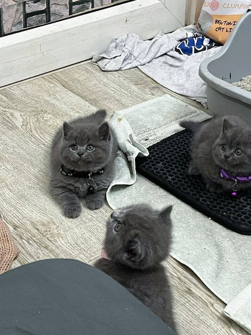 Britisch Kurzhaar Kätzchen zur Adoption