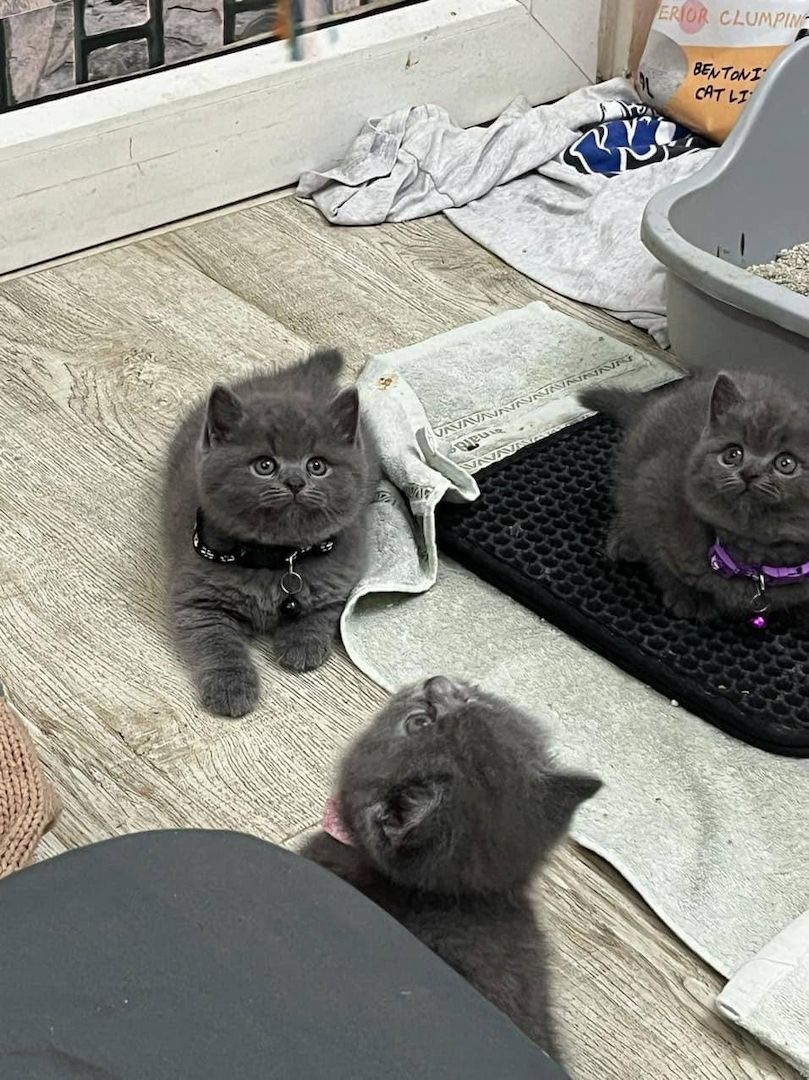 Britisch Kurzhaar Kätzchen zur Adoption