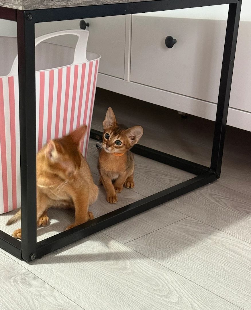 Abessinier-Kätzchen