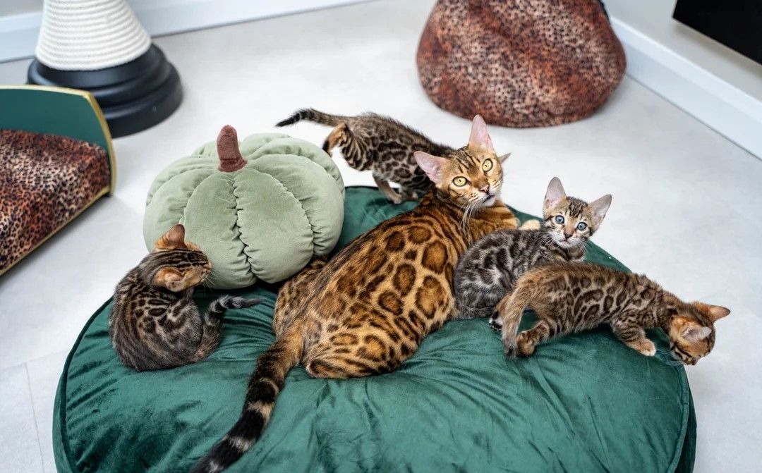 WUNDERSCHÖNE BENGAL-KÄTZCHEN