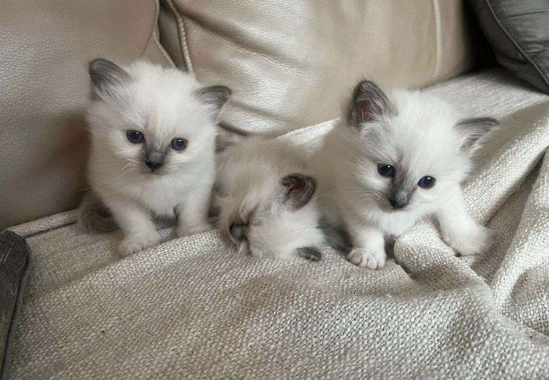 Drei süße Blue Point Kätzchen zu verkaufen