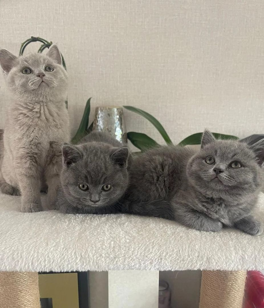 Britisch Kurzhaar Kätzchen