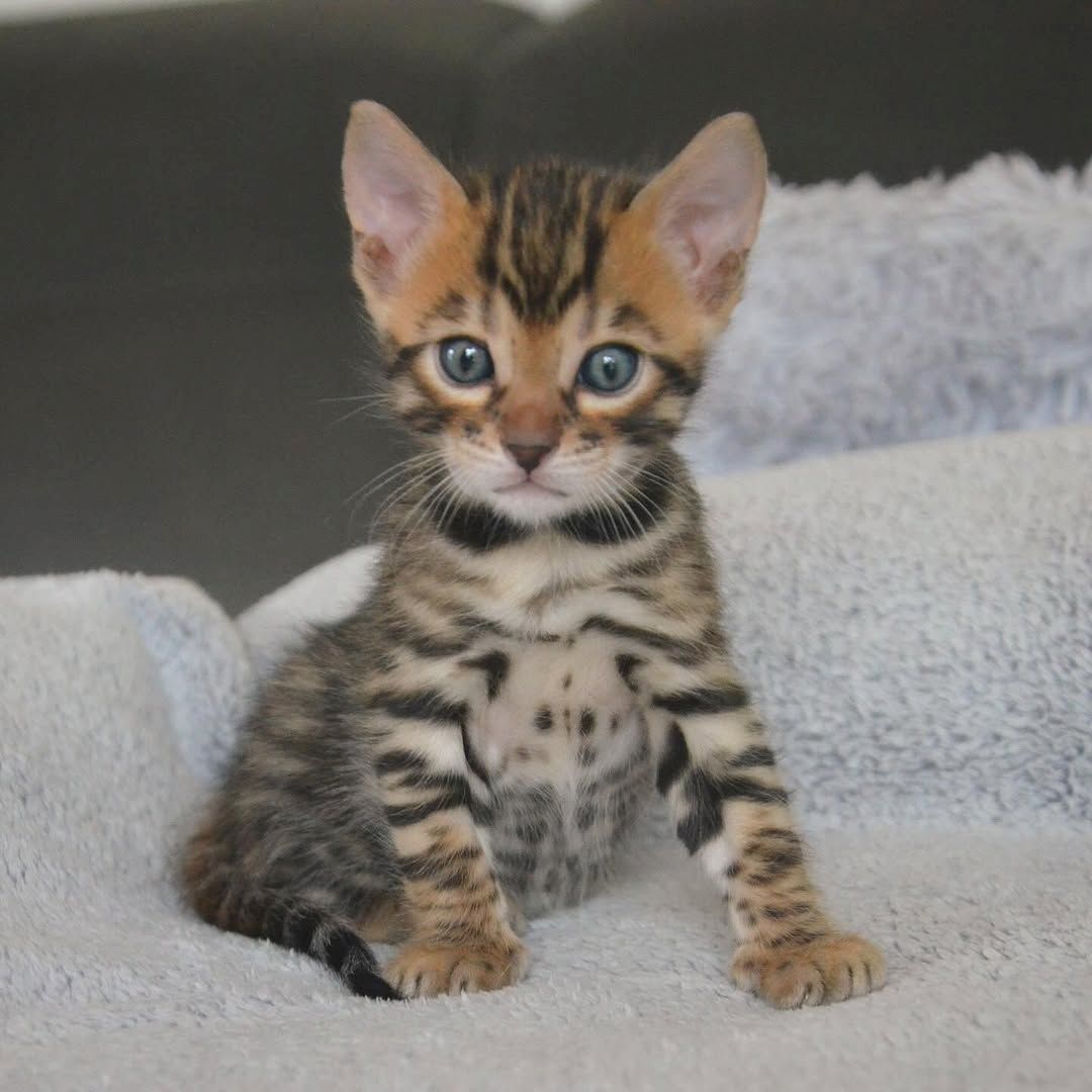 Bengal-Kätzchen 