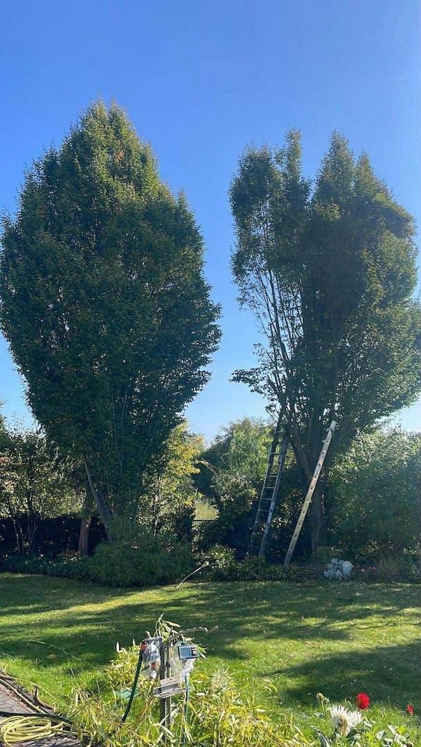 Zuverlässige Gartenhilfe gesucht? Ich helfe gern – Rasen, Hecken, Holz & mehr 