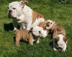 Wunderschöne englische Bulldoggenwelpen (jessicanoemiablessinflustinalo@gmail.com) Wunderschöne englische Bulldoggenwelpen (jessicanoemiablessinflustinalo@gmail.com)