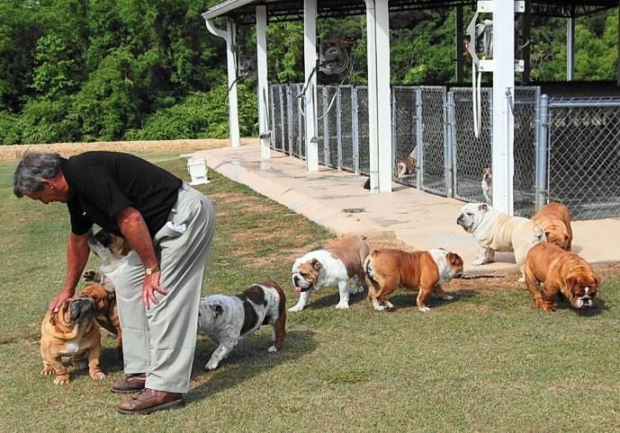 Wunderschöne englische Bulldoggenwelpen (jessicanoemiablessinflustinalo@gmail.com) Wunderschöne englische Bulldoggenwelpen (jessicanoemiablessinflustinalo@gmail.com)