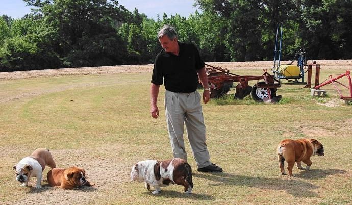 Wunderschöne englische Bulldoggenwelpen (jessicanoemiablessinflustinalo@gmail.com) Wunderschöne englische Bulldoggenwelpen (jessicanoemiablessinflustinalo@gmail.com)