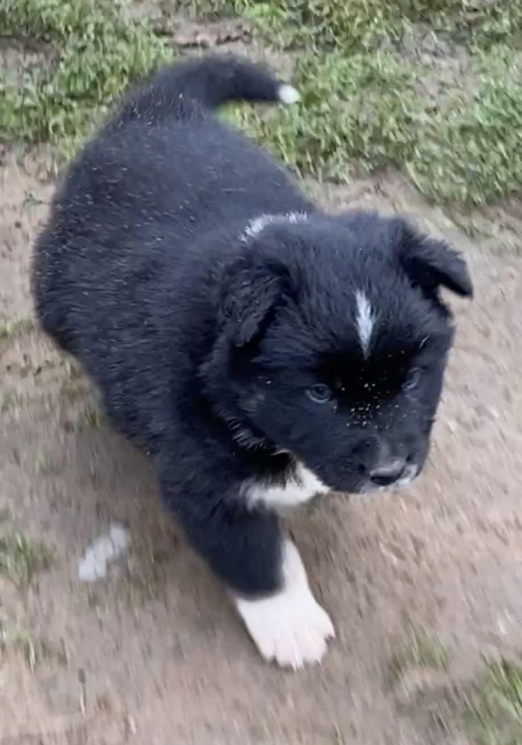 Süsse Australian Shepherd-Welpen suchen ihr Für-Immer-Zuhause ab 26.10.2025