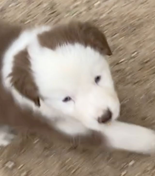 Süsse Australian Shepherd-Welpen suchen ihr Für-Immer-Zuhause ab 26.10.2025