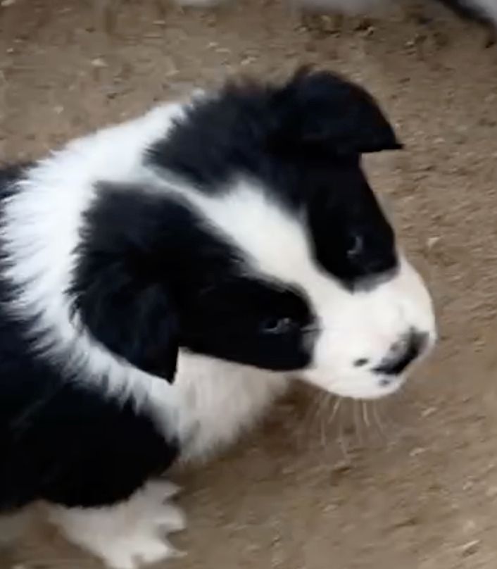 Süsse Australian Shepherd-Welpen suchen ihr Für-Immer-Zuhause ab 26.10.2025