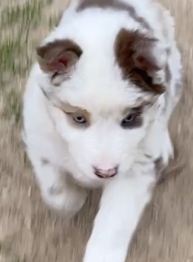 Süsse Australian Shepherd-Welpen suchen ihr Für-Immer-Zuhause ab 26.10.2025