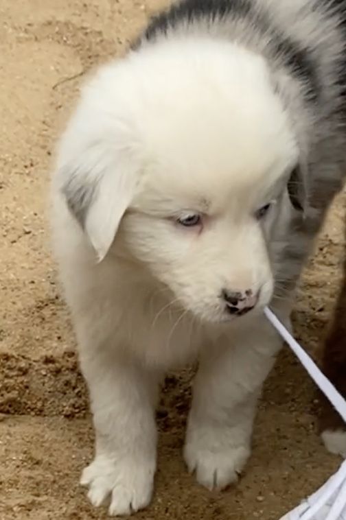 Süsse Australian Shepherd-Welpen suchen ihr Für-Immer-Zuhause ab 26.10.2025