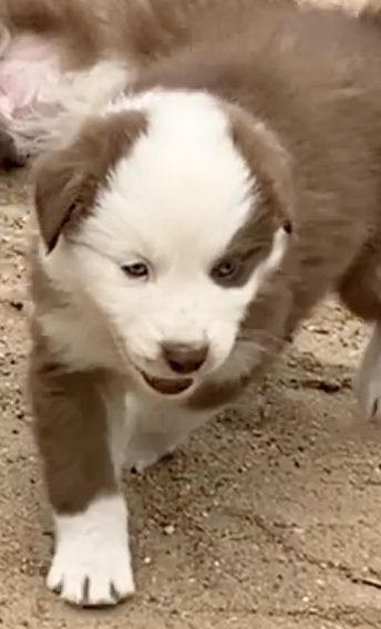 Süsse Australian Shepherd-Welpen suchen ihr Für-Immer-Zuhause ab 26.10.2025