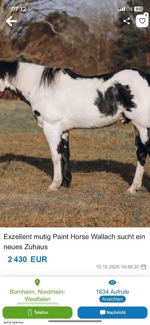 Bildhübscher, eleganter Paint Horse Wallach