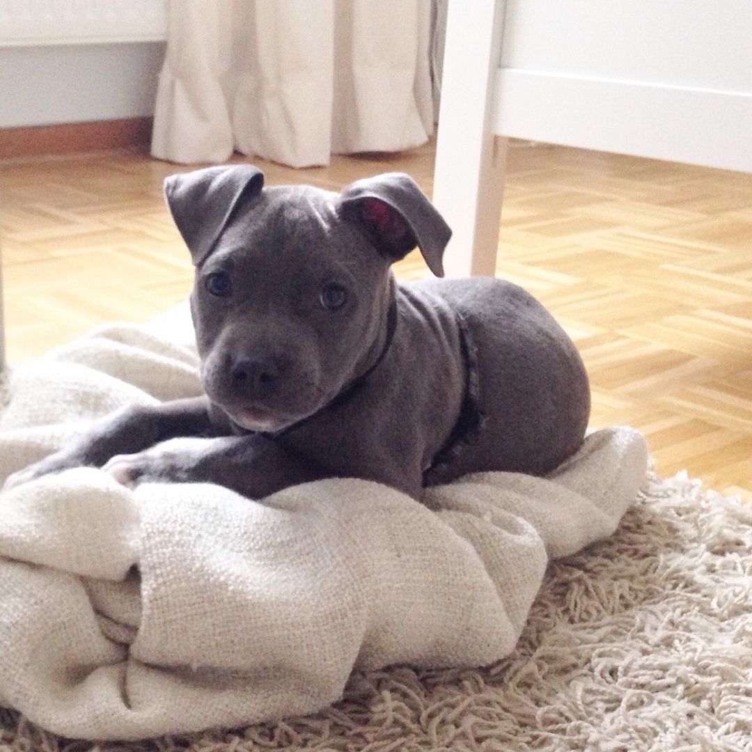 American Blue-Line Pit Bull Terrier Welpen