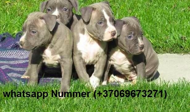 Erhältlich American Pitbull Terrier blueline  Erhältlich American Pitbull Terrier blueline
