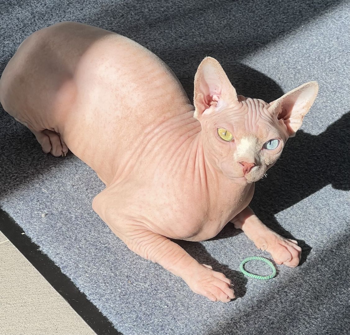 Deckkater Sphynx