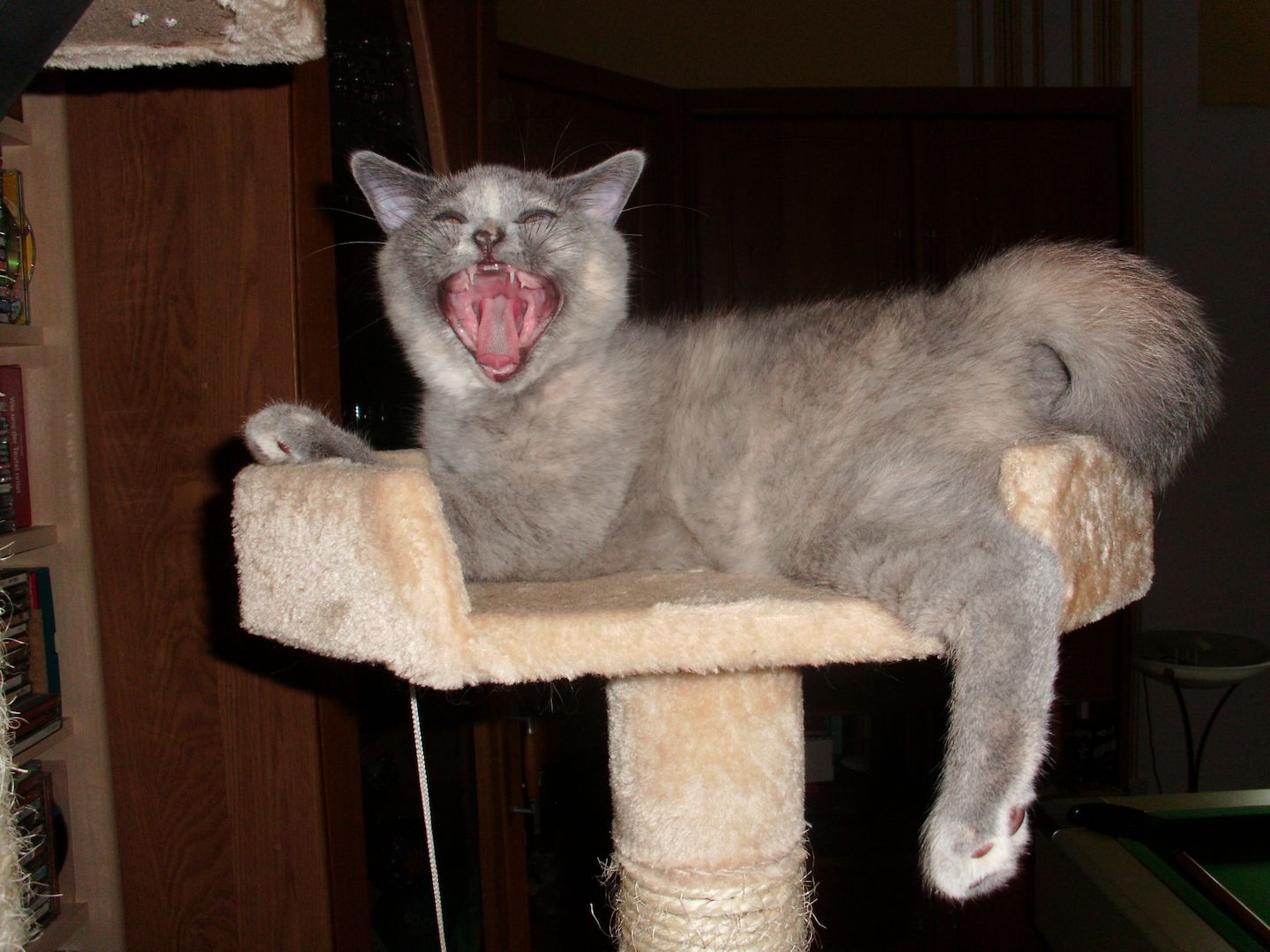 4 BLH Babys und 1 BKH Baby mit Stammbaum suchen ihr neues Lieblingszuhause