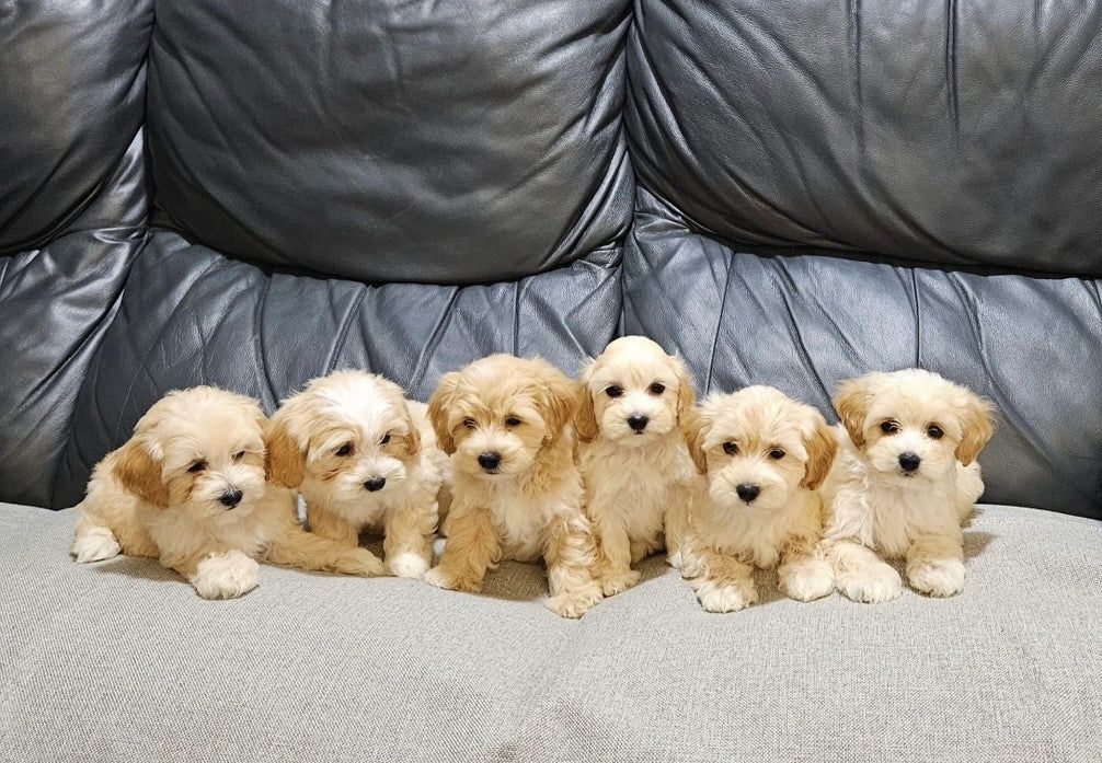 Wunderschöner Maltipoo-Wurf 🐶🐾 Wunderschöner Maltipoo-Wurf 🐶🐾