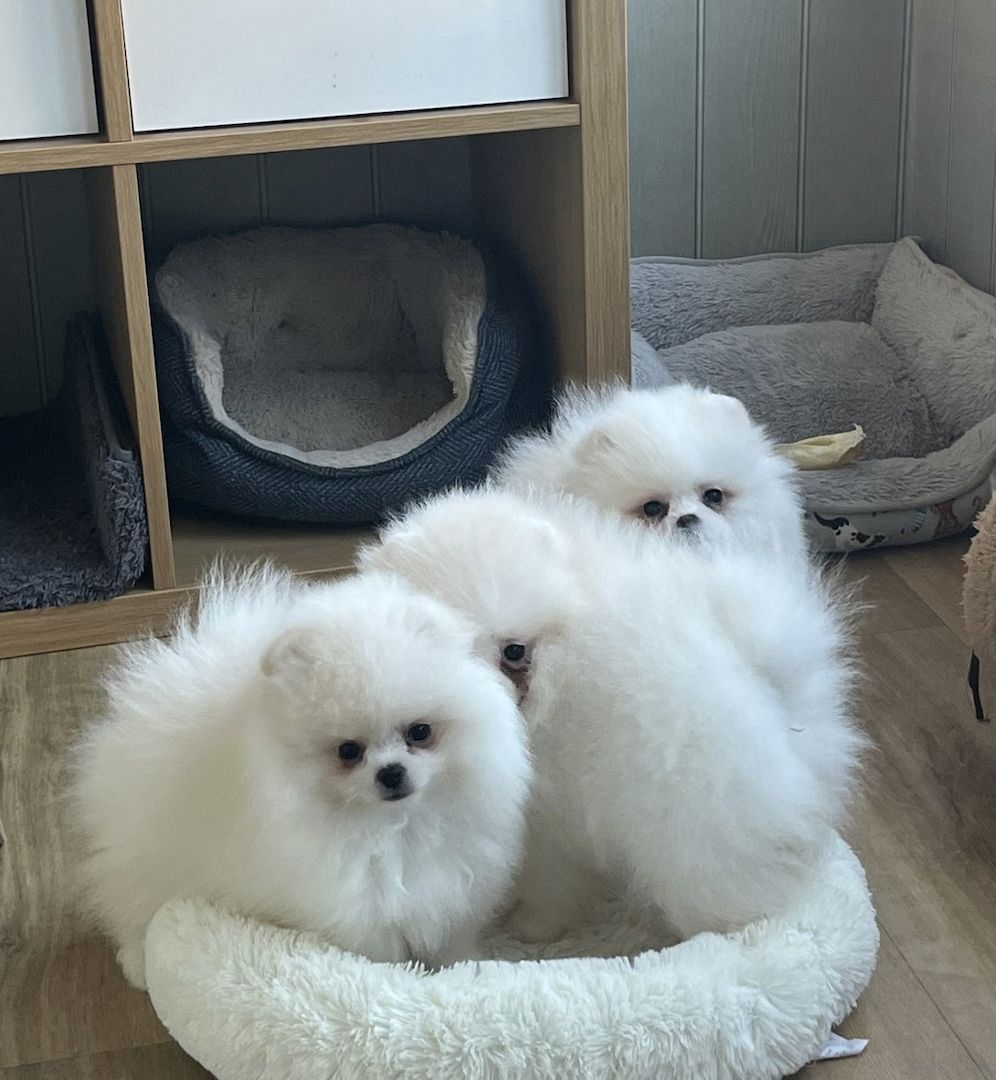 Zwei wunderschöne weiße Rüden und die Schneewittchen-Prinzessin Zwei wunderschöne weiße Rüden und die Schneewittchen-Prinzessin