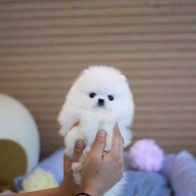 Reinrassige Pomeranian Welpen