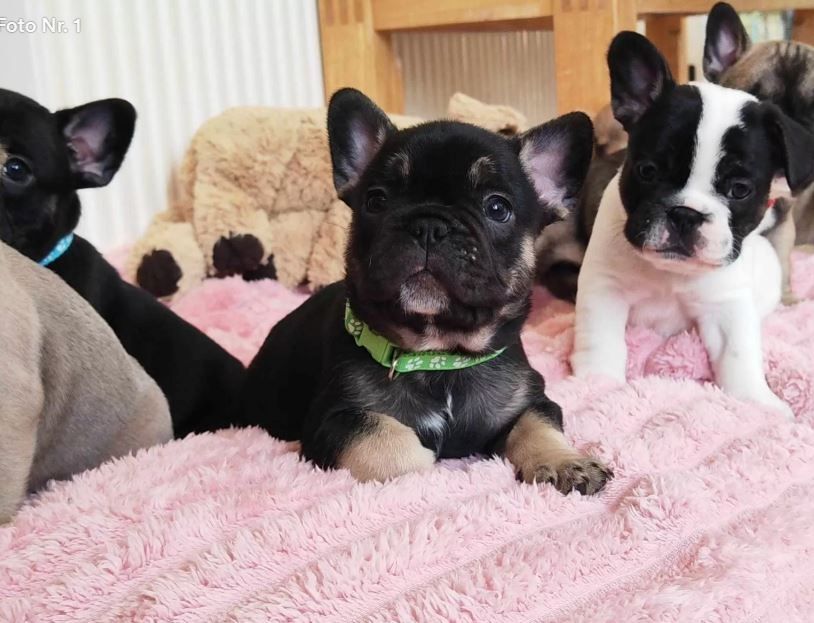 Gesündeste Französische Bulldoggenwelpen abzugeben.