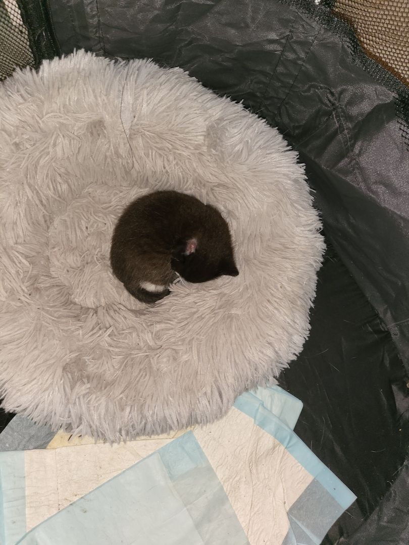 Bkh 1 kitten zu verkaufen Bkh 1 kitten zu verkaufen