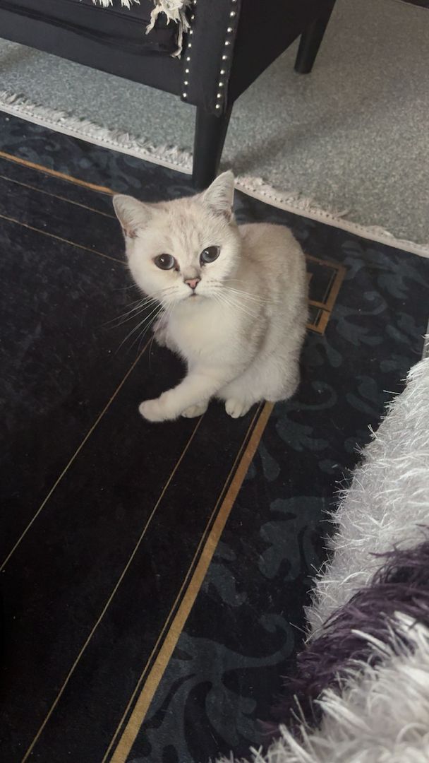 British KurzeHaar mit Stammbaum