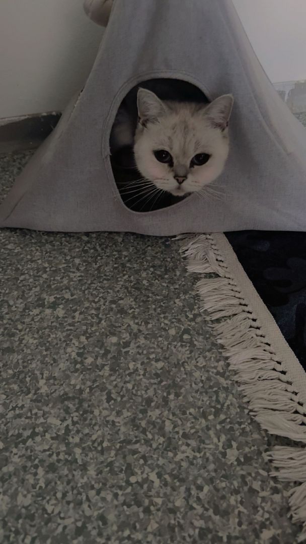 British KurzeHaar mit Stammbaum