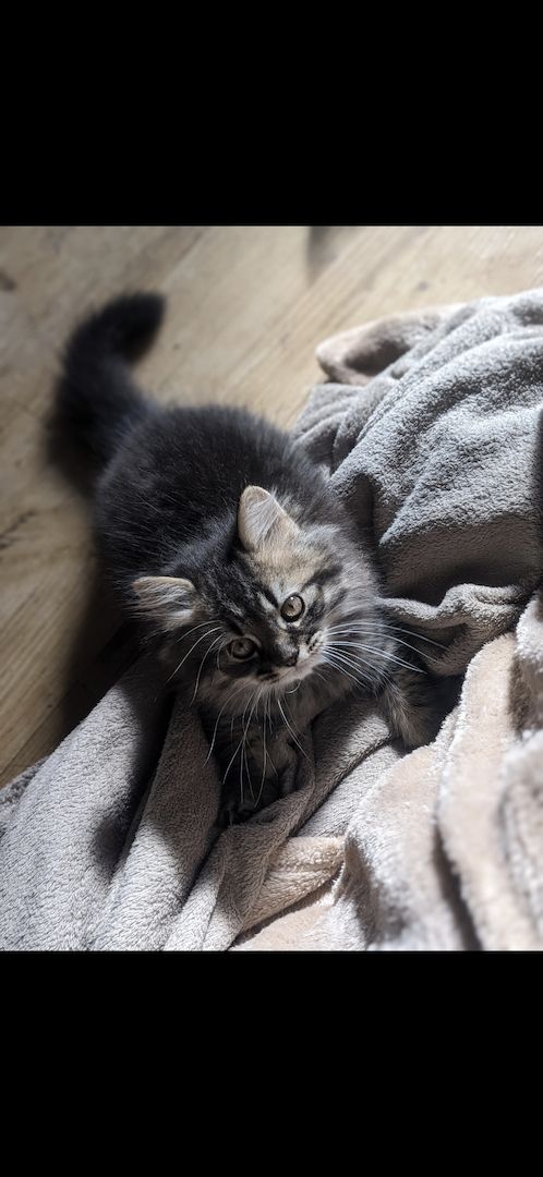 Königlicher BKH/BKH Kater abzugeben Königlicher BKH/BKH Kater abzugeben