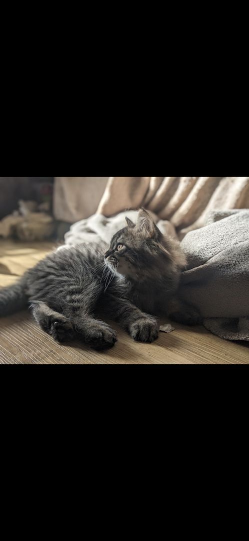 Königlicher BKH/BKH Kater abzugeben Königlicher BKH/BKH Kater abzugeben
