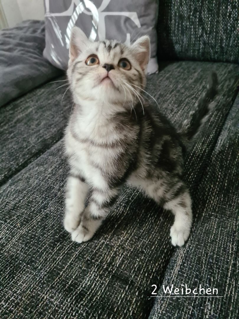 Süße BKH Kitten abzugeben Süße BKH Kitten abzugeben