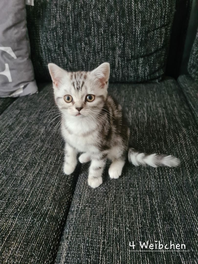 Süße BKH Kitten abzugeben Süße BKH Kitten abzugeben