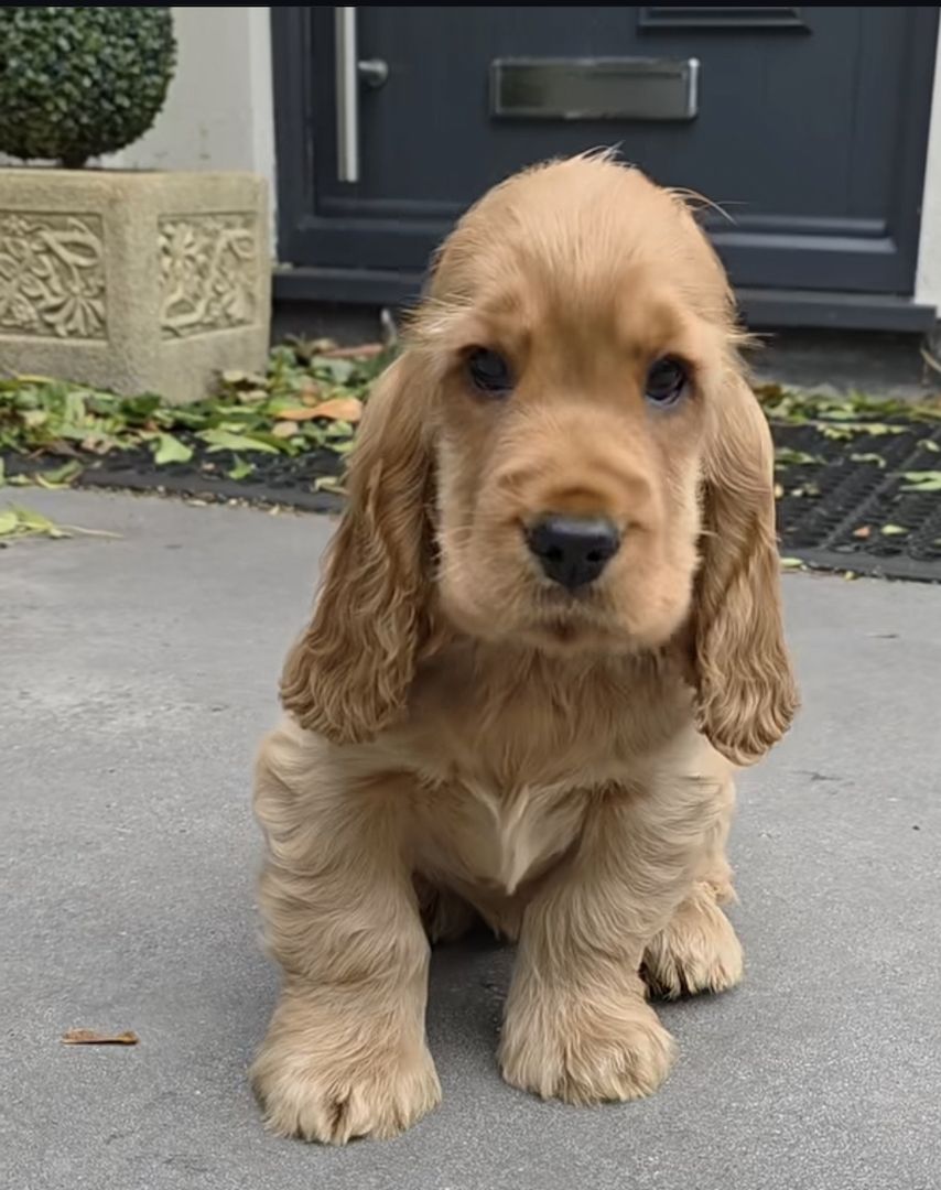 Arbeitshunde-Welpen – abholbereit. Arbeitshunde-Welpen – abholbereit.