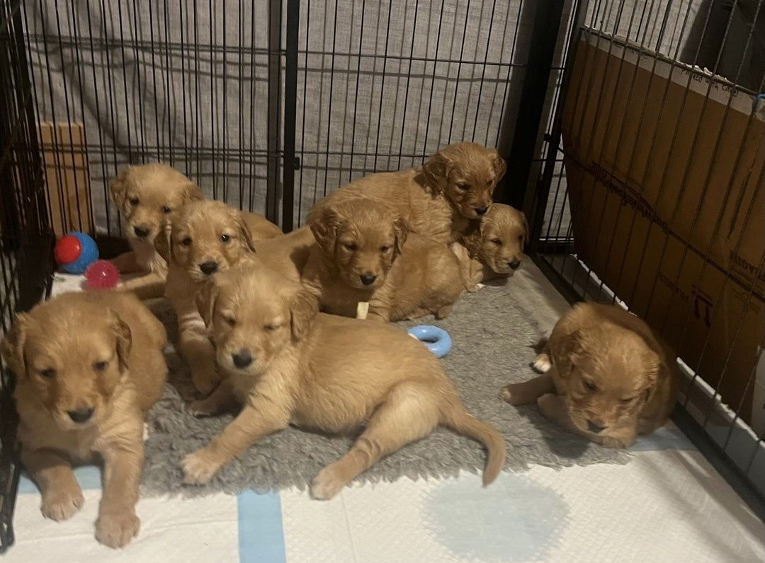 Reg - Golden Retriever (Arbeitsblutlinie)