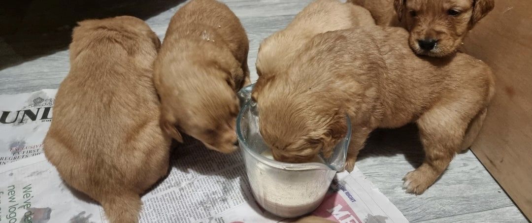 Reg - Golden Retriever (Arbeitsblutlinie)