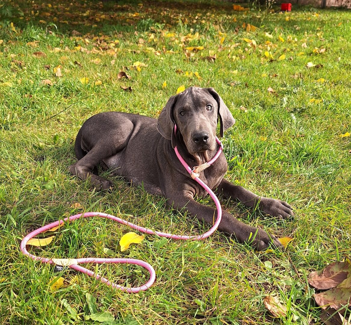 Dobermann Welpen in Blue & Rust und Blue Melanistic Dobermann Welpen in Blue & Rust und Blue Melanistic