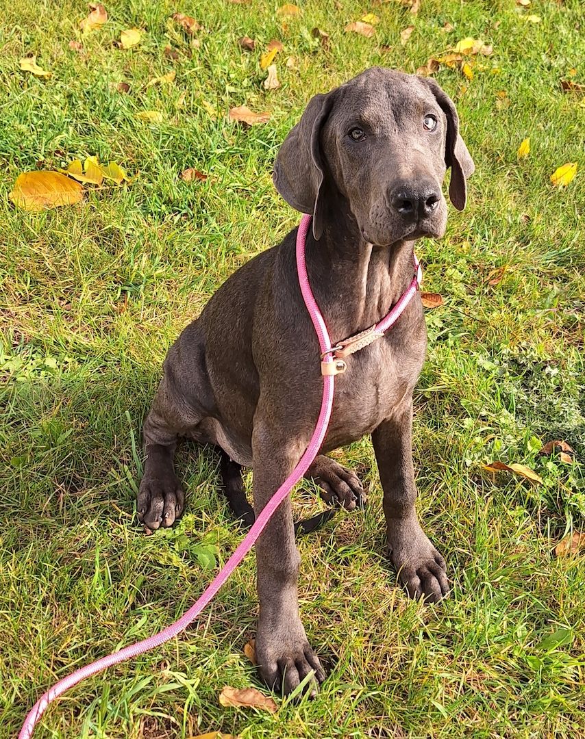 Dobermann Welpen in Blue & Rust und Blue Melanistic Dobermann Welpen in Blue & Rust und Blue Melanistic