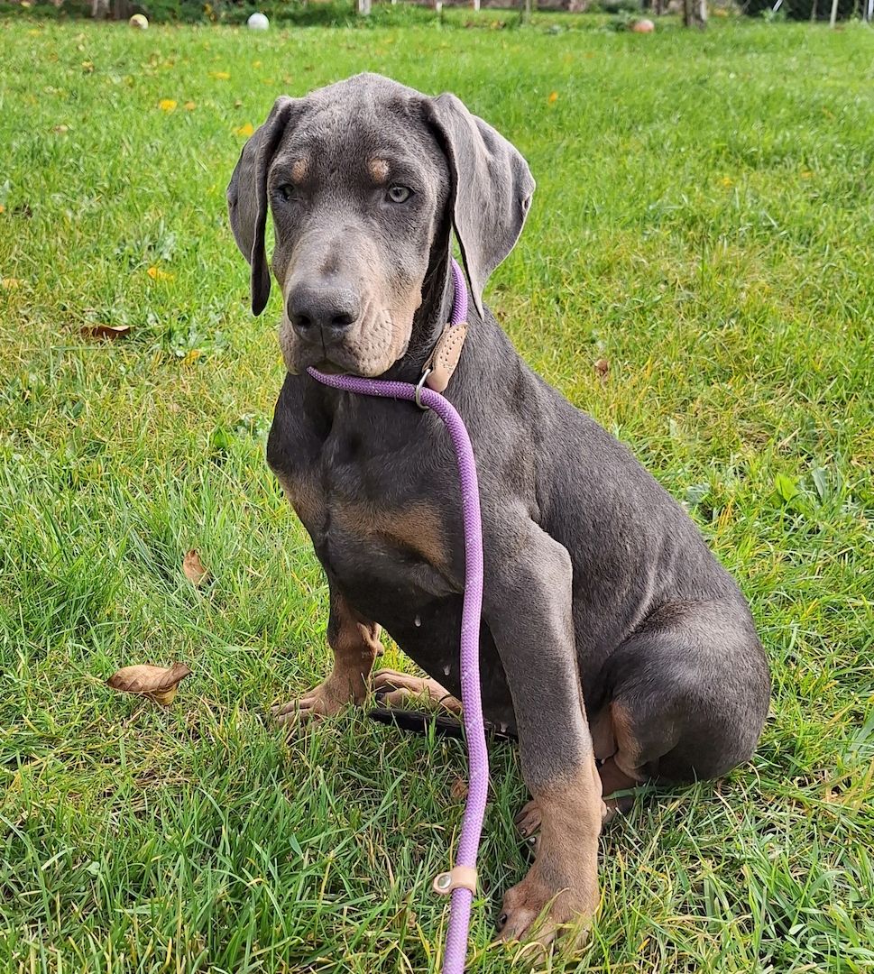 Dobermann Welpen in Blue & Rust und Blue Melanistic Dobermann Welpen in Blue & Rust und Blue Melanistic
