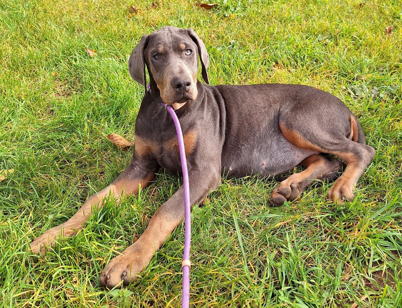 Dobermann Welpen in Blue & Rust und Blue Melanistic Dobermann Welpen in Blue & Rust und Blue Melanistic